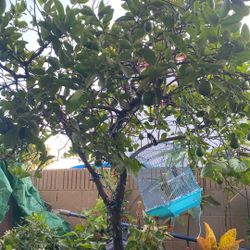 Limon