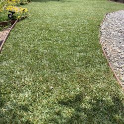 Sod Fescue 