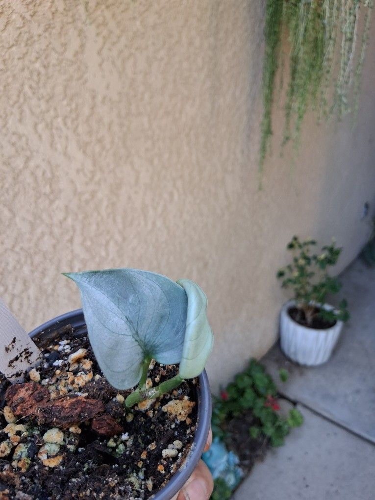 RARE. Scindapsus SILVER HERO Plant $12