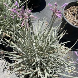 🌿 Society Garlic – ON SALE for just $4.99! 🌿
