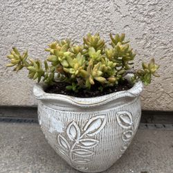 Succulent Arrangement 