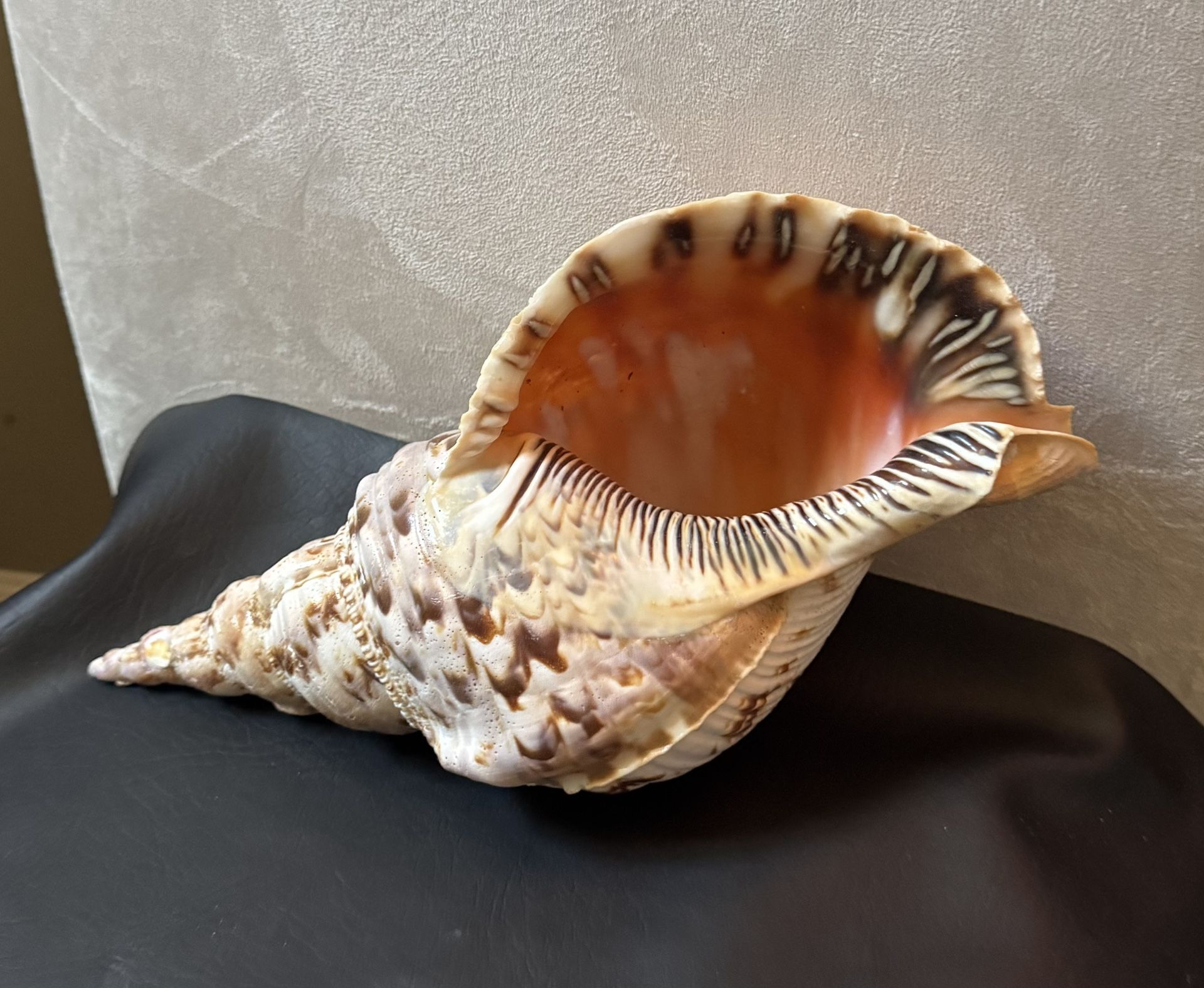 Large Shell