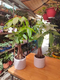 Money Tree