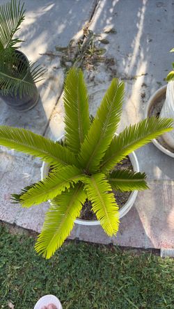 Sago palm
