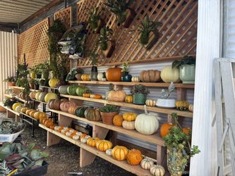 Pumpkins