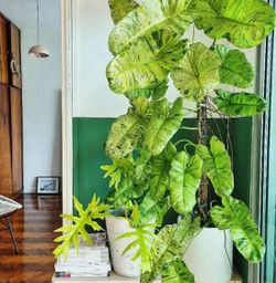 Philodendron Paraiso Verde Cuttings