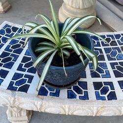 Plant And Pot 