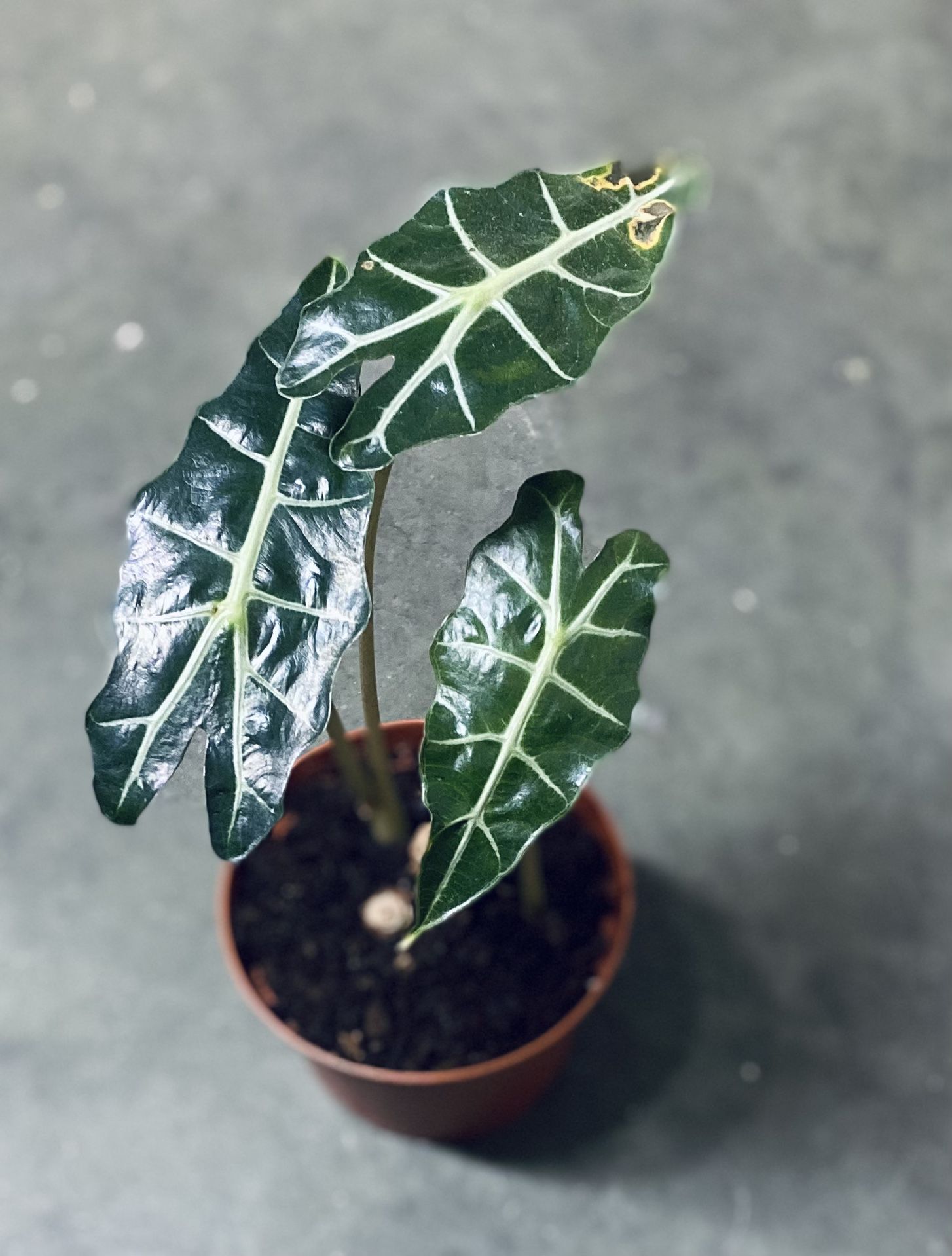 African Mask Alocasia Polly 