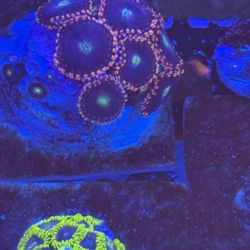 Saltwater Frag Ornamental 