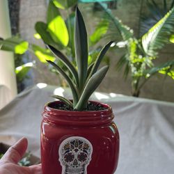 Potted Succulents 8.00$ Each