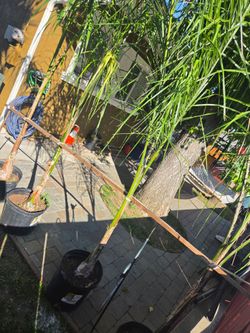 Queen #14palms full 🌞
