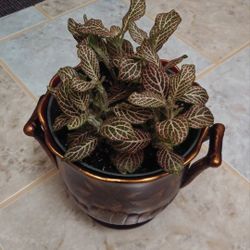Fittonia house plant