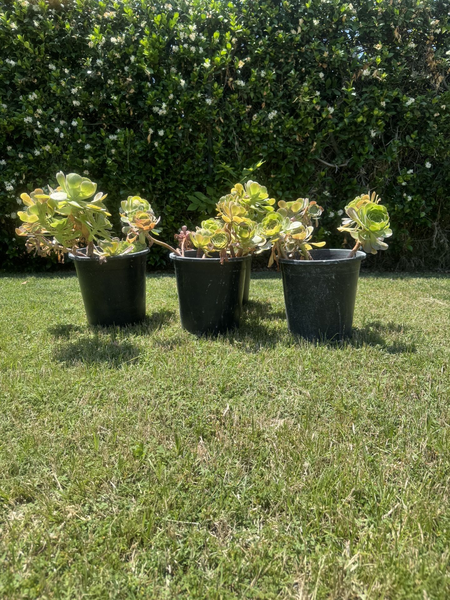 Succulents