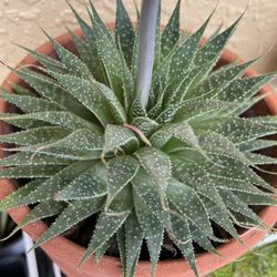 VARIEGATED ALOE VERA PLANT 🌱 