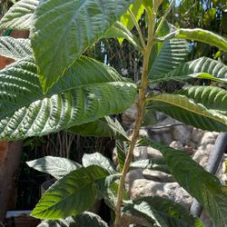 Planea Frutal Níspero