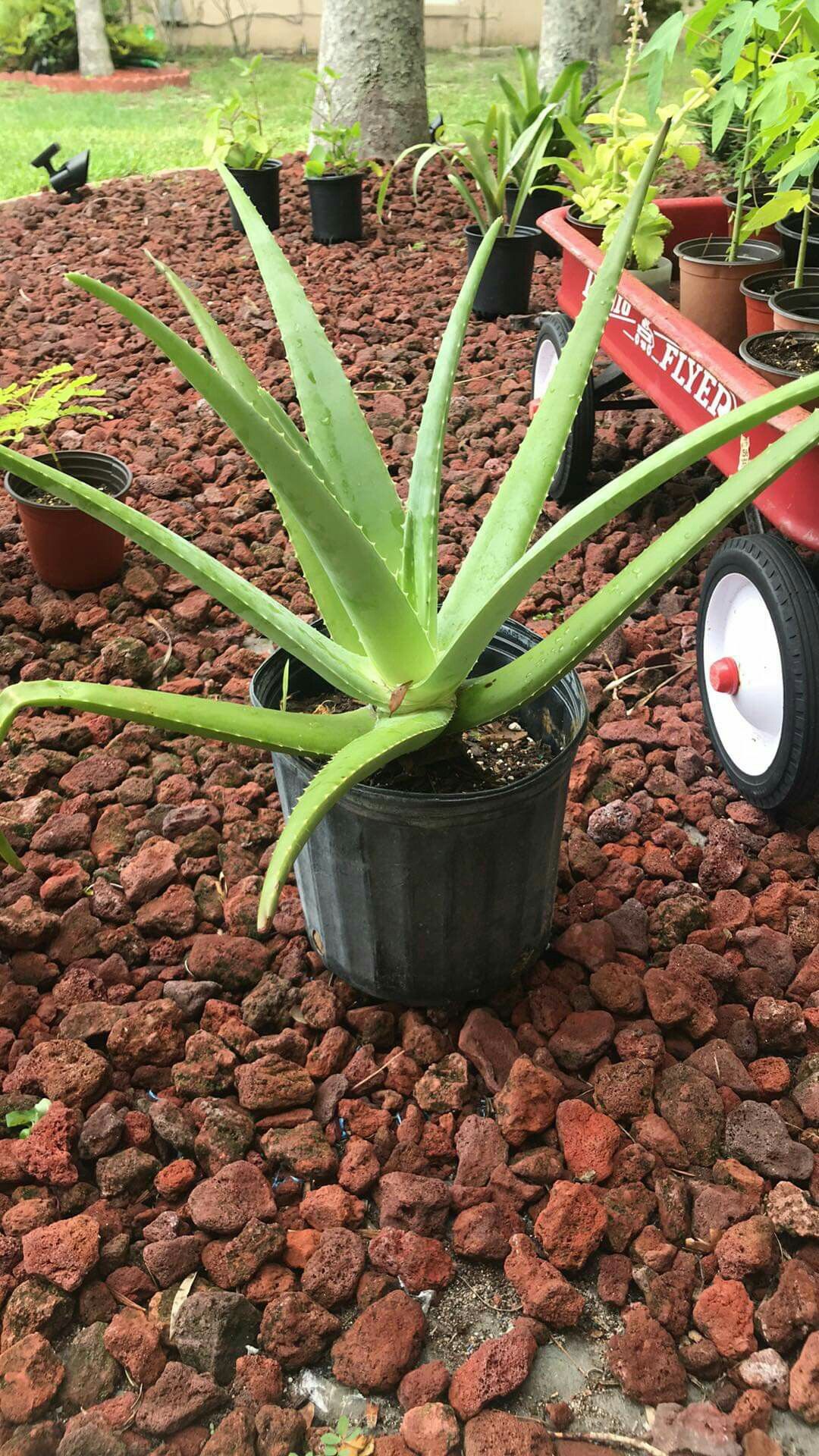 Aloe Vera live plant