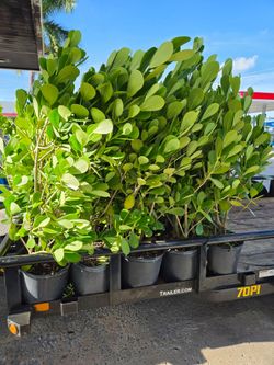 huge clusias About 5   feet tall over the pot Instant privacy Hedge for fence green full  minimum  qty 20+