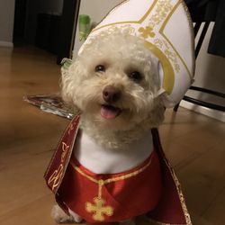 Dog Pope Costume Size Small Or Cat Costume