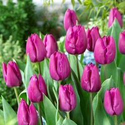 Box 5 Bulbs Tulip Purple Prince Flower Plant Pation Garden 