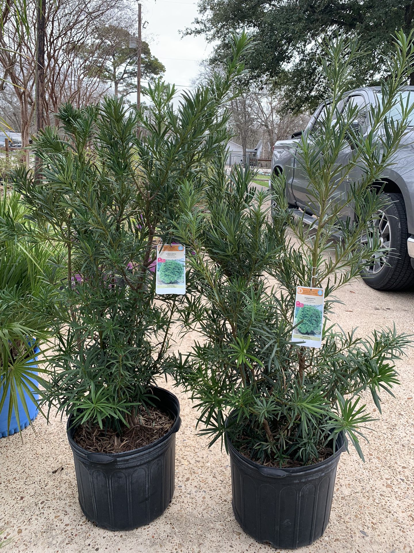 Podocarpus Tree for Sale in Old Rvr-wnfre, TX - OfferUp
