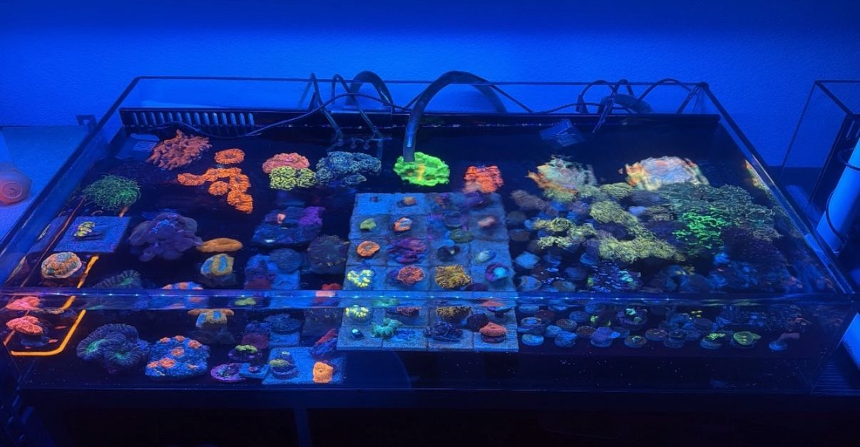 Reef Tank