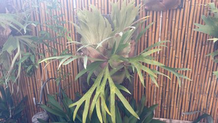 Staghorn fern plant