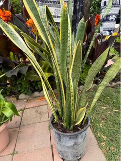 Snake Plants
