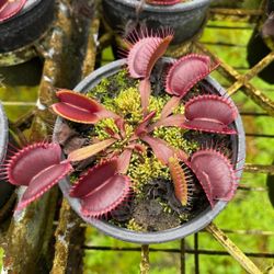 Aki Ryu Carnivorous Fly Trap Plant 4"