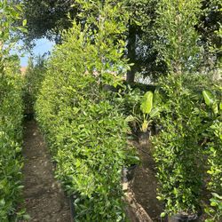 Ficus Nitida Privacy Hedge
