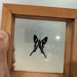 Unique Butterfly Taxidermy Frame