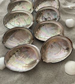 EIGHT  Abalone shells, 3” Long