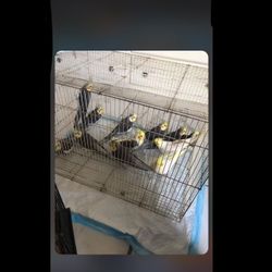 BIRD CAGE FOR SALE