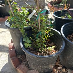 Jade Plant