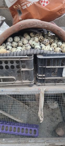 Fresh Quail Eggs