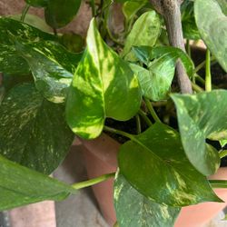 Pothos 