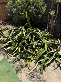 Dragon Fruit Cactus
