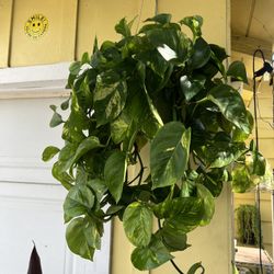 Pothos Hanging Plant 