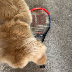 Wilson Tennis Racket 