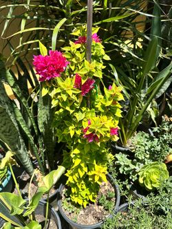 Bougainvillea