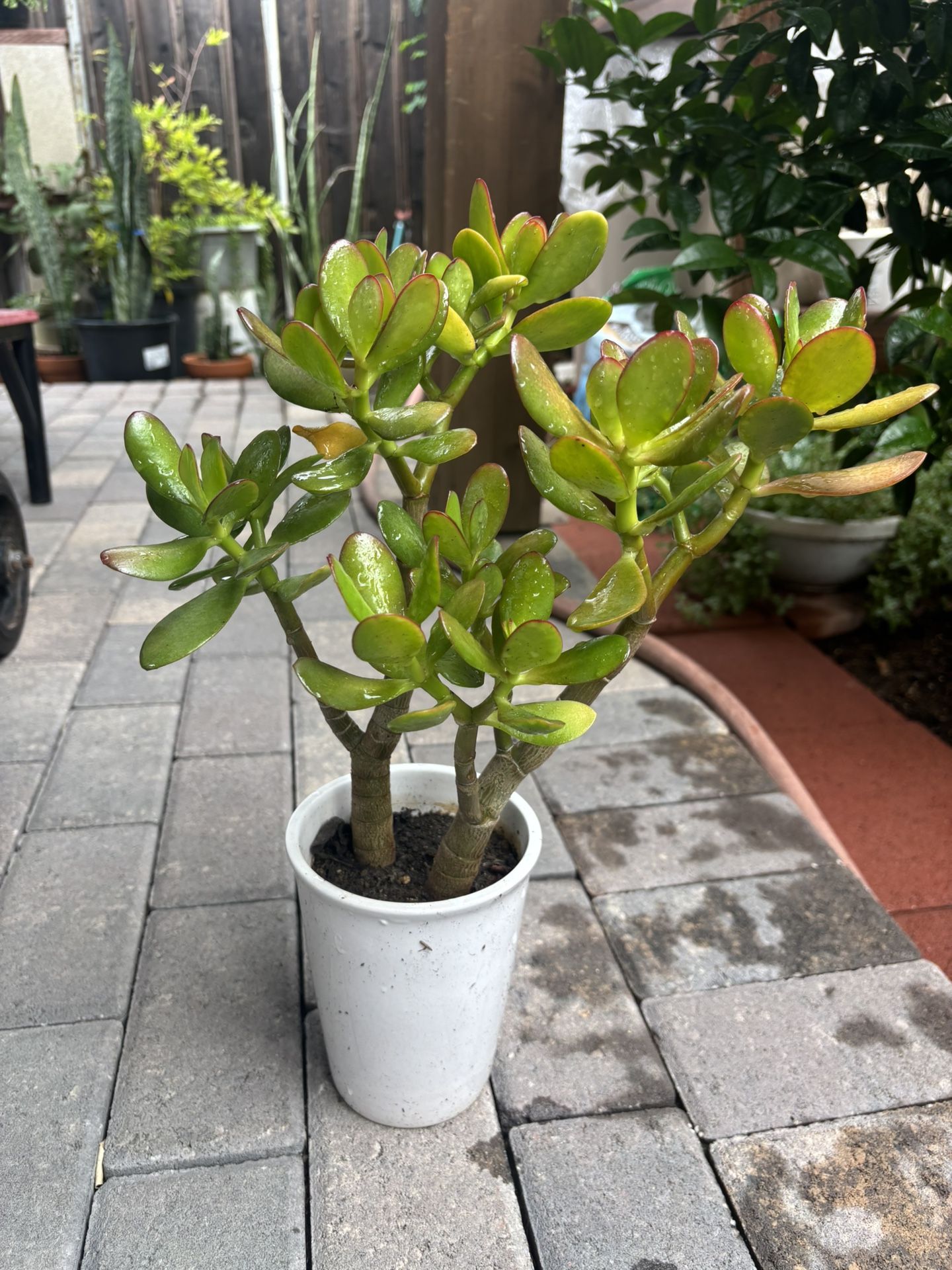 Jade Plant