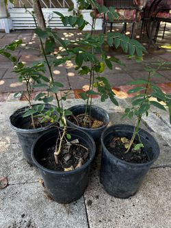 Katuk tree