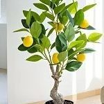   TWO Nice Lemon 🍋 TREE For House