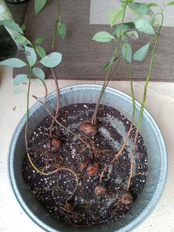 Sprouted Haas Avocado Seeds $6 each