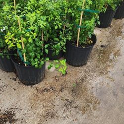 Chiles  Del Monte Plantas 3gallones 2ft Tall Bushes 