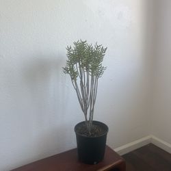 Mini Christmas Tree Succulent