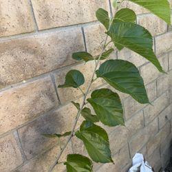 Pakistani Mulberry , Long Sweet Fruits.
