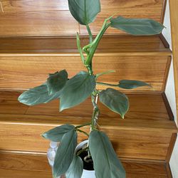 Beautiful Philodendron Silver Sword Plant With 6’pot