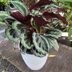 Calathea Medallion In 3 gls Pot. ( The White Pot Not Included)SPECIAL PRICE 🤩
