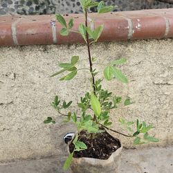 Chipilin Planta 