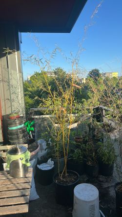 Tall bamboo